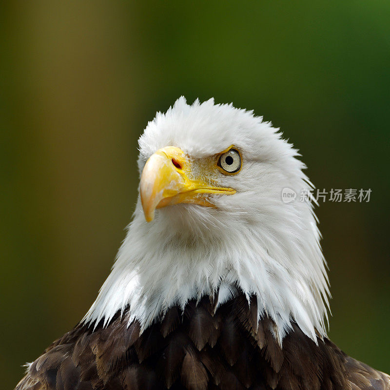 白头鹰(Haliaeetus leucocephalus)的肖像